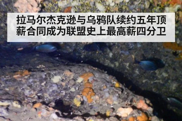 拉马尔杰克逊与乌鸦队续约五年顶薪合同成为联盟史上最高薪四分卫